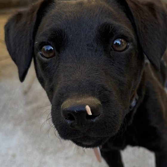 Hugo, a black Patterdale Terrier, looking up at the camera