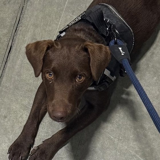 Mia, a chocolate Patterdale Terrier, lying on a warehouse floor in her working harness
