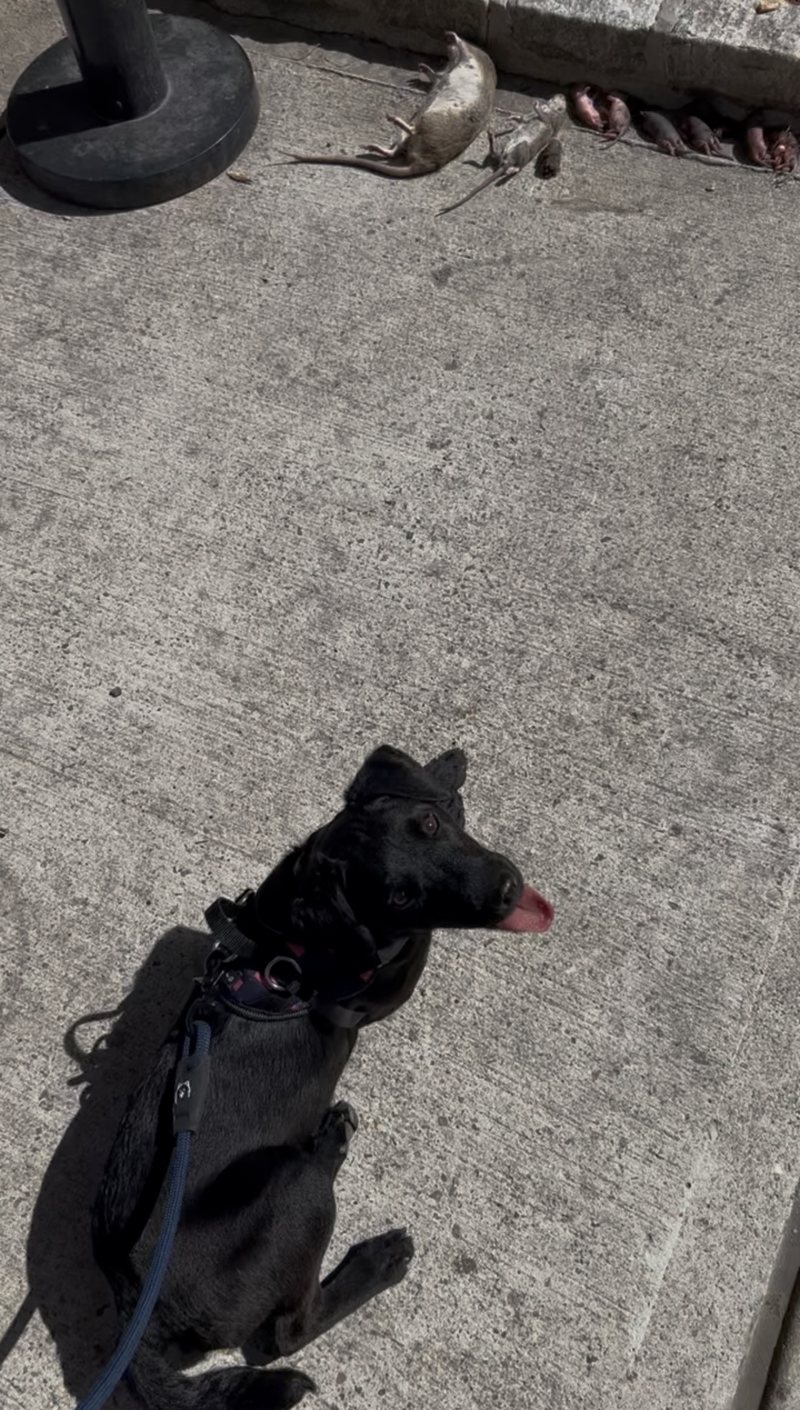 Hugo on leash at the Brooklyn job, with the rats removed from the burrows laid out along the curb