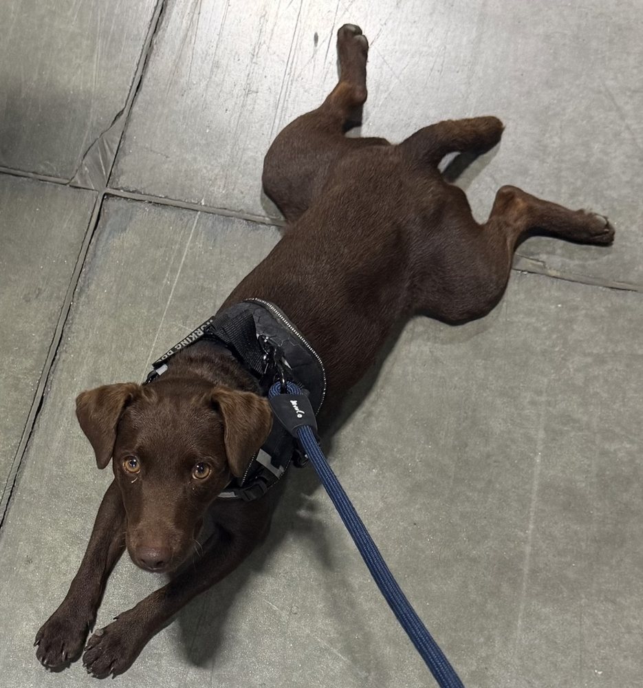 Mia lying on a warehouse floor in her working harness